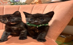 Domestic Shorthair cats for sale: Adorable Tortoiseshell Kittens - Image 25