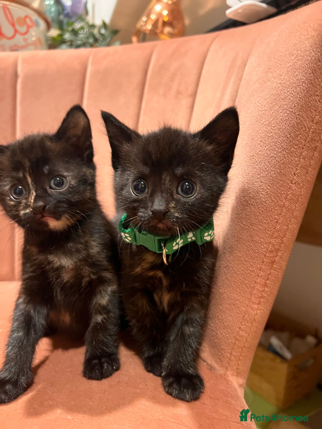 Domestic Shorthair cats for sale: Adorable Tortoiseshell Kittens - Image 25