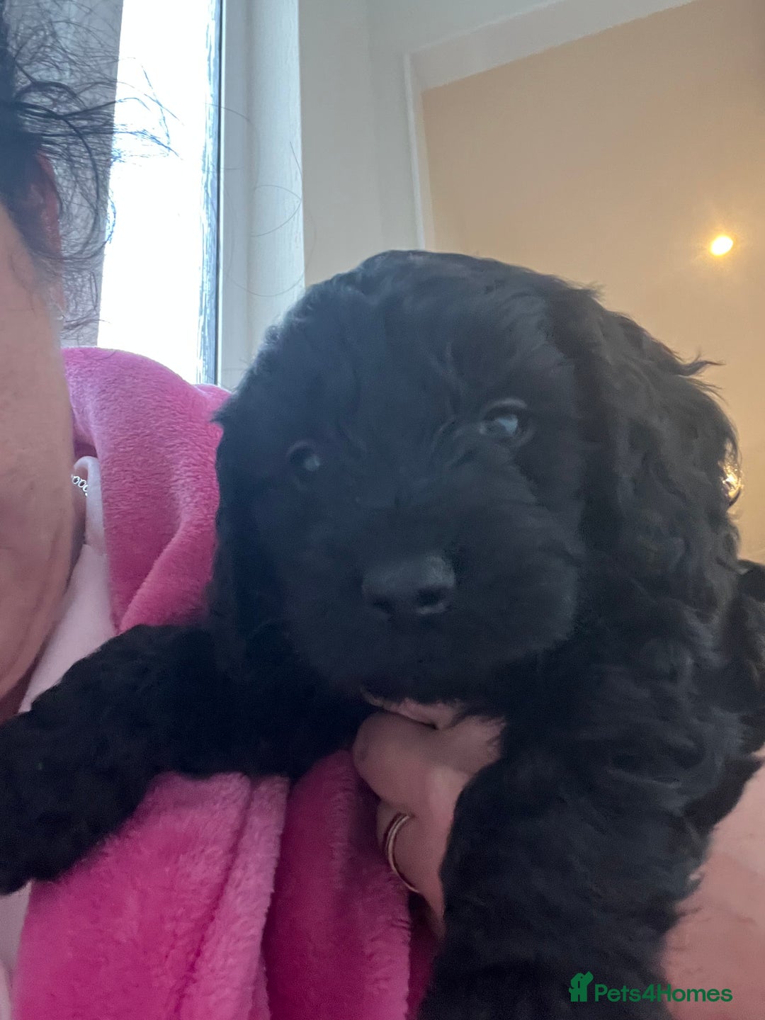 Cockapoo dogs for sale: Adorable beautiful f1 cockerpoo pups - Advert 17