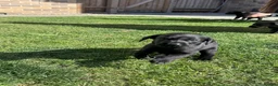 Labrador Retriever dogs for sale: Working black Labrador puppies  in Diss - Advert 4