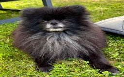 Pomeranian dogs for adoption: Hugo: The Little Dog Who Survived the Unthinkable - Image 7
