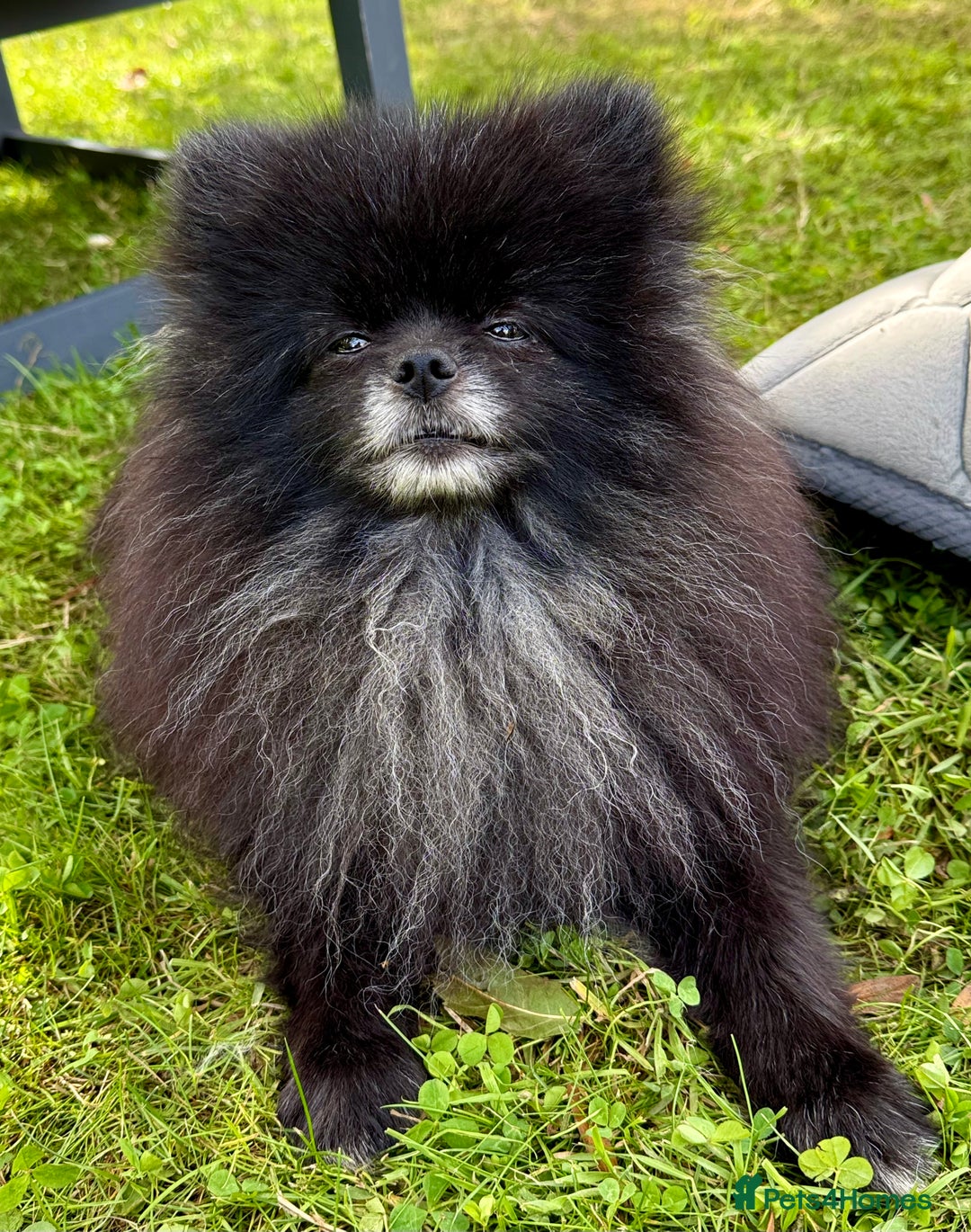 Pomeranian dogs for adoption: Hugo: The Little Dog Who Survived the Unthinkable - Image 7