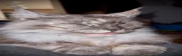 Maine Coon cats for sale: TICA Maine Coon Kittens 𝕽𝖊𝖆𝖉𝖞 𝖙𝖔 𝖑𝖊𝖆𝖛𝖊 - Advert 13