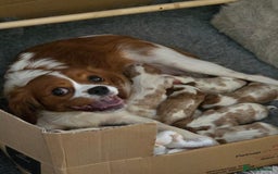 Cavalier King Charles Spaniel dogs for sale: Cavalier Puppies - Image 1