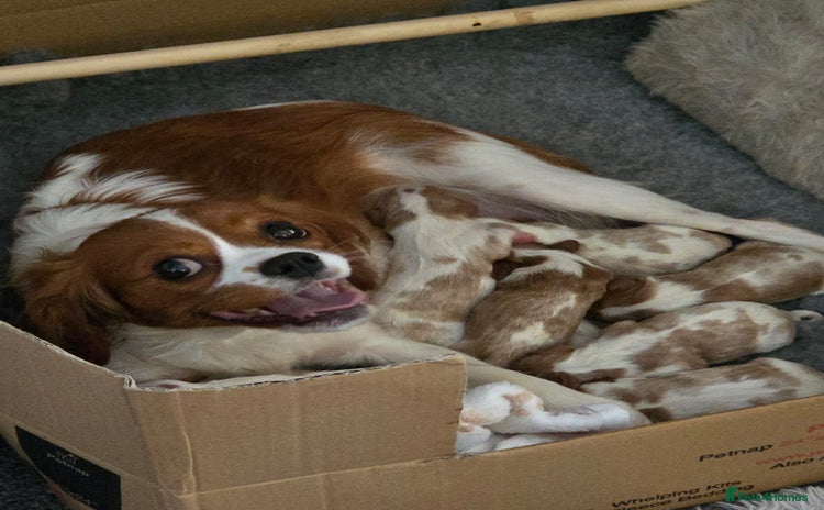 Cavalier King Charles Spaniel dogs - Advert 6