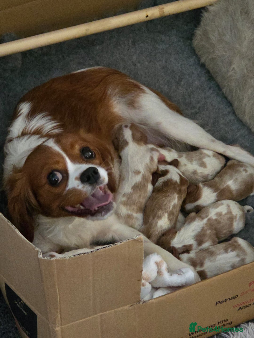 Cavalier King Charles Spaniel dogs for sale: Cavalier Puppies - Image 1