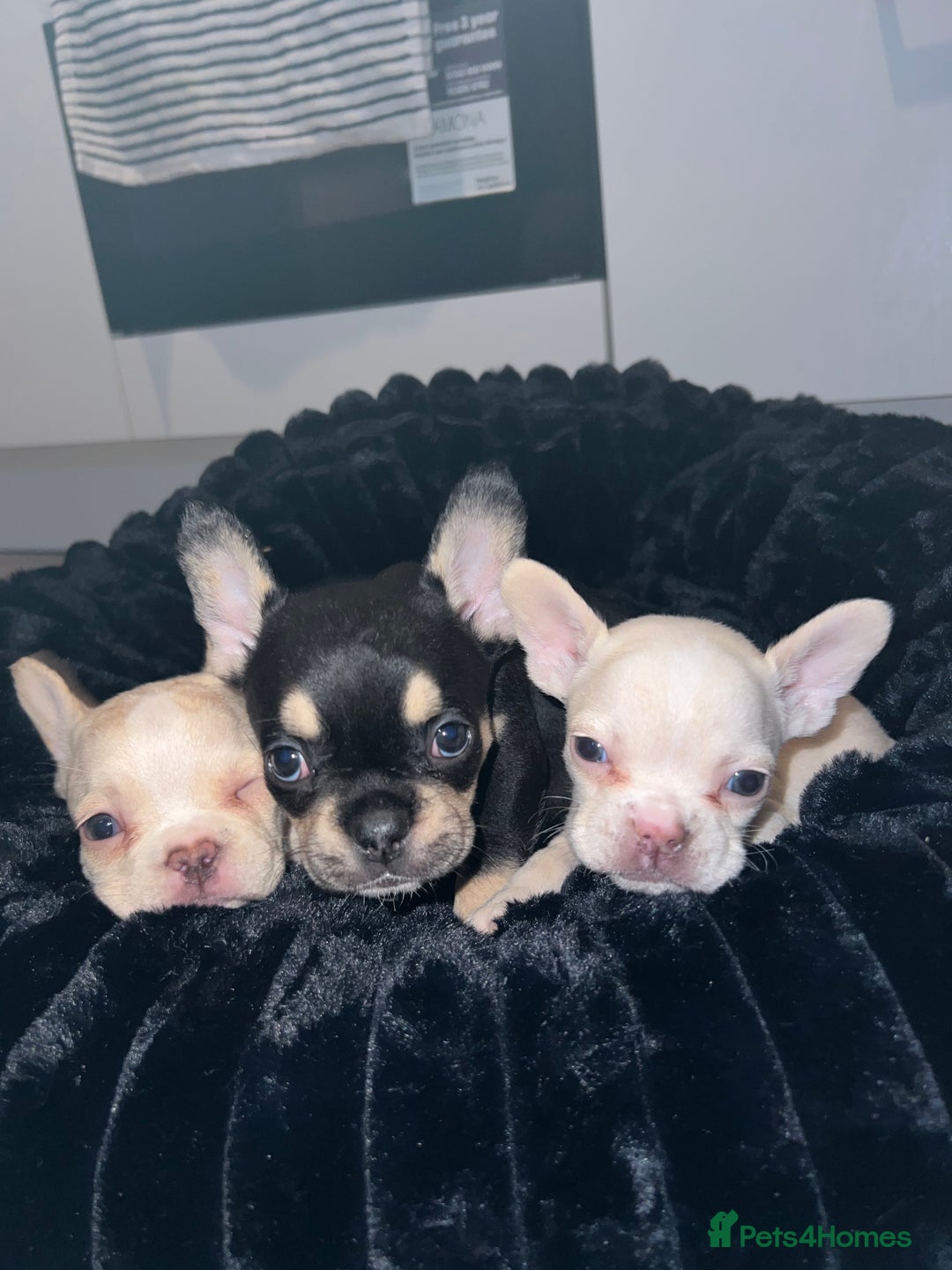 French Bulldog dogs for sale: French Bulldogs - Advert 1