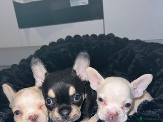 French Bulldog dogs French Bulldogs - Advert 1