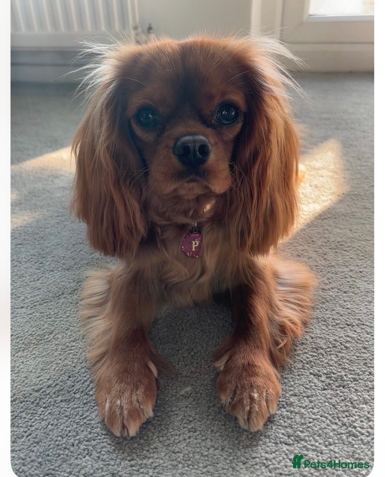 Cavalier King Charles Spaniel dogs We have two deep red Cavaliers available - Advert 1