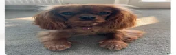 Cavalier King Charles Spaniel dogs for sale: We have two deep red Cavaliers available - Advert 1