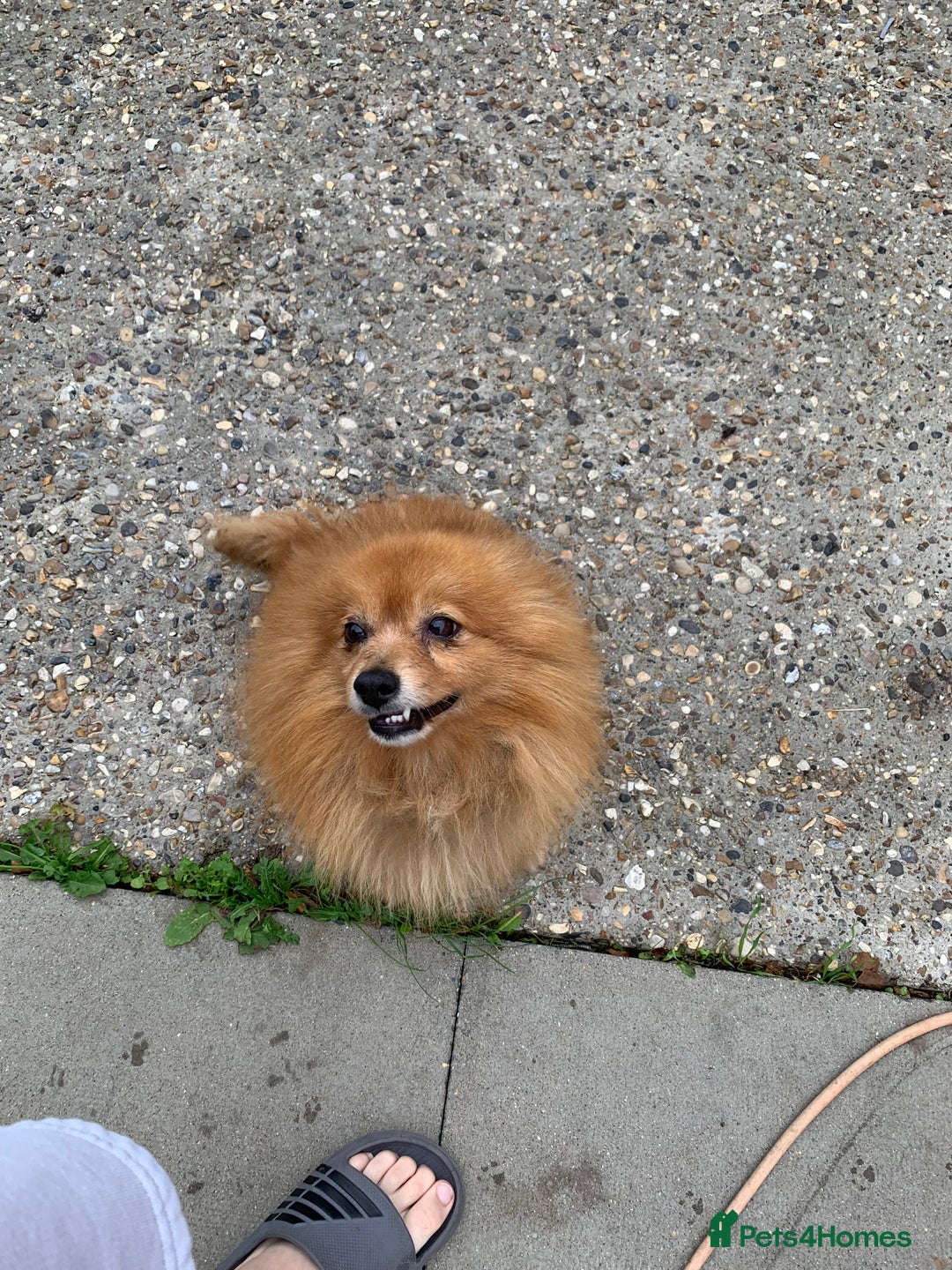 Mixed Breed dogs for sale: Pom-chi-terrier puppy’s 😍  - Image 5