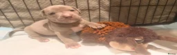 Mixed Breed dogs for sale: Beautiful Bullmaraner Puppies x 5  - Advert 13