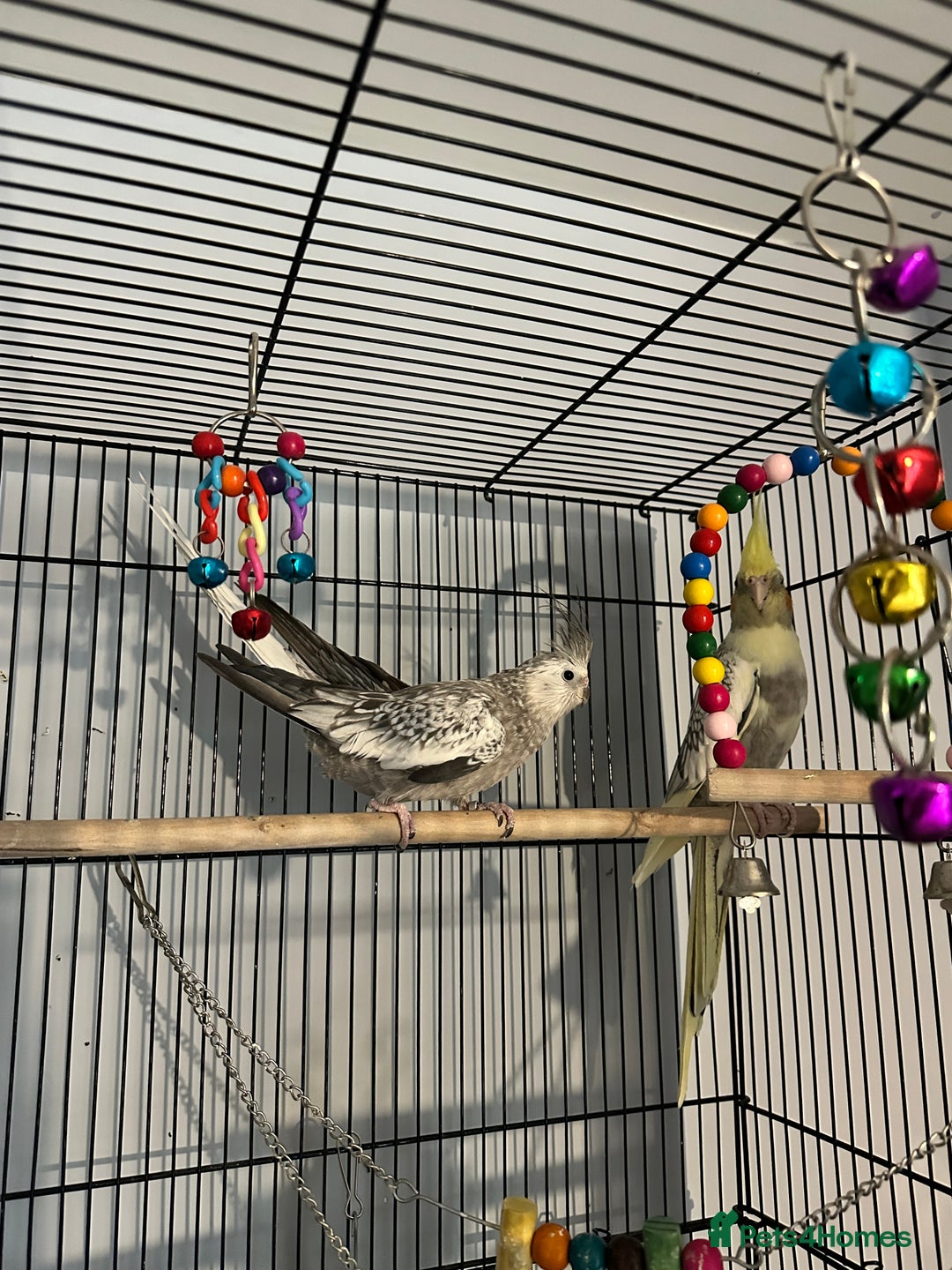 Cockatiels birds for sale: Two cockatiels for sale - Advert 4