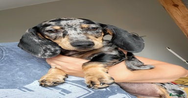 Dachshund dogs - Advert 7