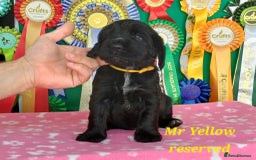 Cocker Spaniel dogs for sale: KC registered Show Cocker Spaniels puppues - Image 8