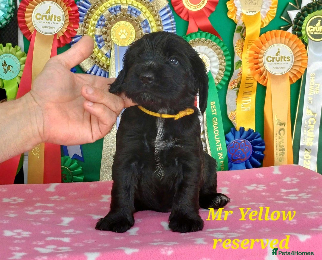 Cocker Spaniel dogs for sale: KC registered Show Cocker Spaniels puppues - Image 8