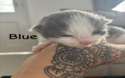 Norwegian Forest Cat cats for sale: Norwegian Forest cat x Scottish straight - Image 2