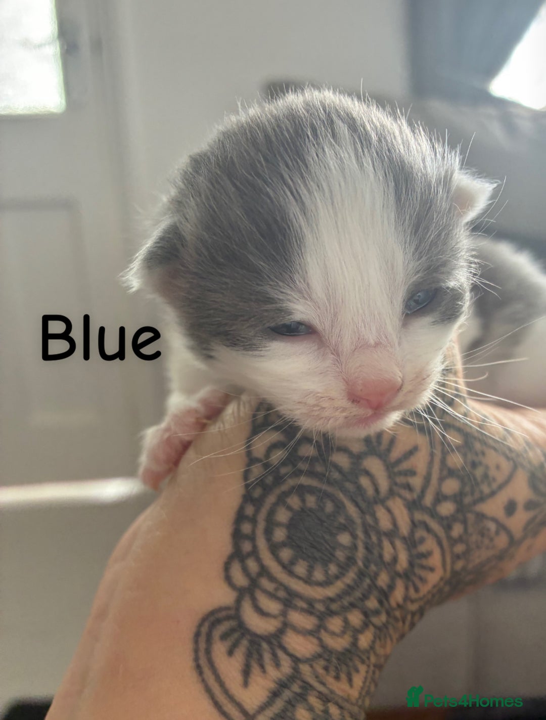 Norwegian Forest Cat cats for sale: Norwegian Forest cat x Scottish straight - Image 2