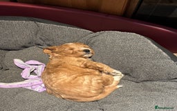 Mixed Breed dogs for sale: home grown golden doodle / cockerpoo  - Image 5