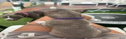 Staffordshire Bull Terrier dogs for sale: Boy/Girl  in Dundee - Advert 19