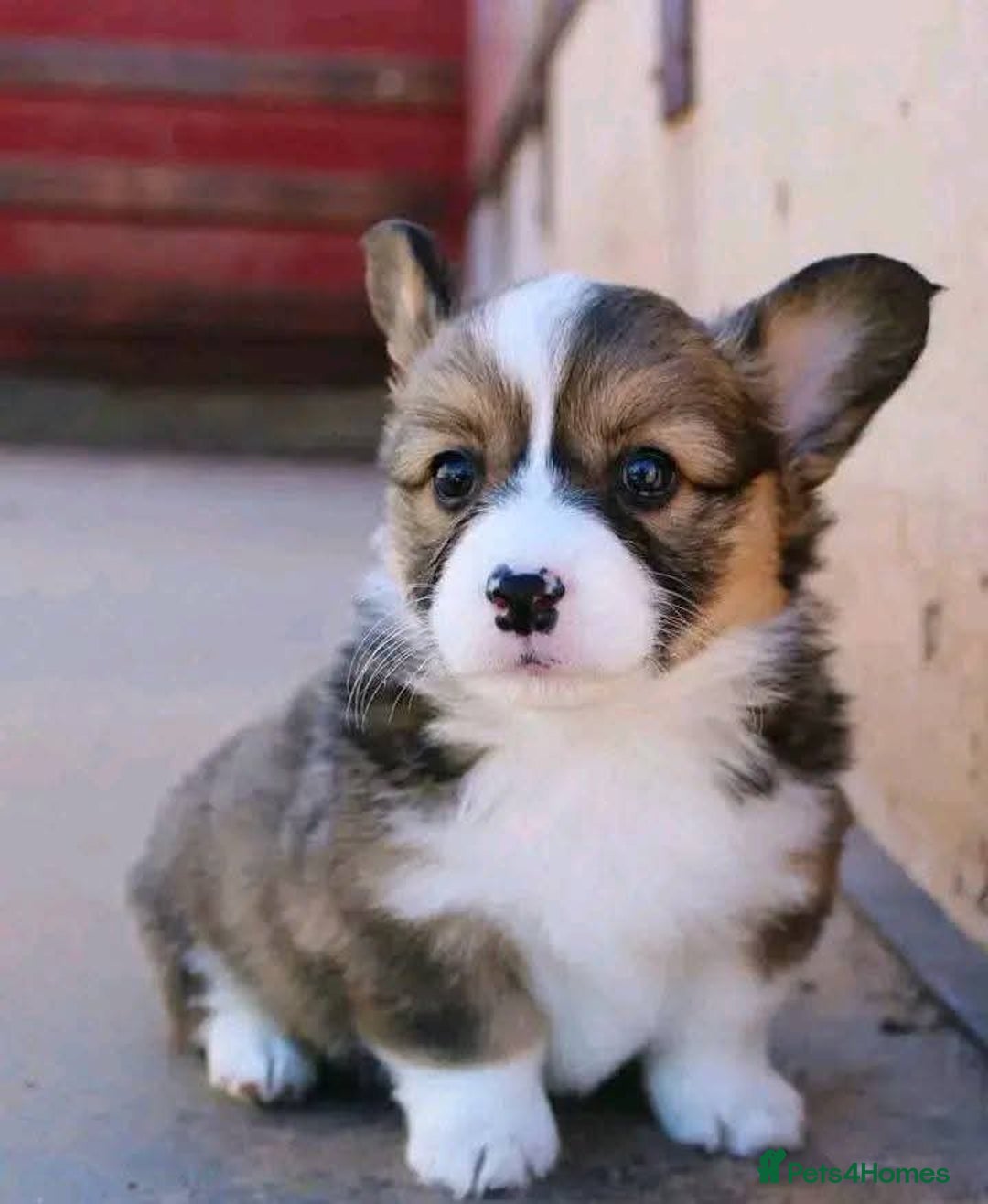 Welsh Corgi Pembroke dogs for sale: charming pembroke corgi - Image 3
