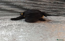 Jackapoo dogs for sale: Beautiful Jackapoos puppies - Advert 20