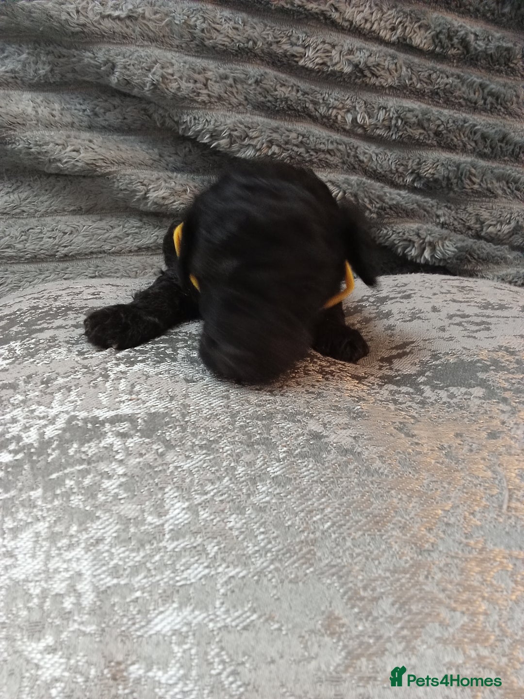 Jackapoo dogs for sale: Beautiful Jackapoos puppies - Advert 20