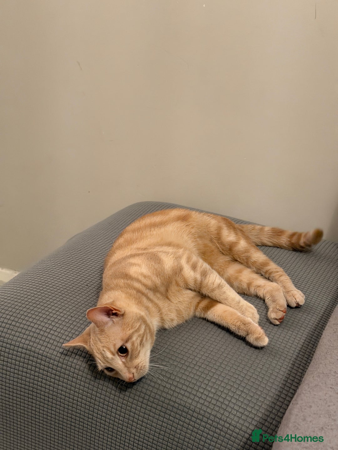 Mixed Breed cats for sale: Energetic Orange Tabby Mix Looking for a  Home  - Image 4