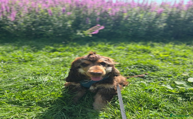 Cocker Spaniel dogs - Advert 8