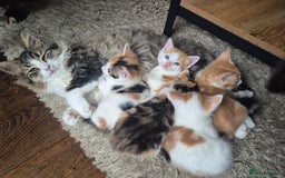 Domestic Shorthair cats for sale: Beautiful family raised kittens  - Image 4