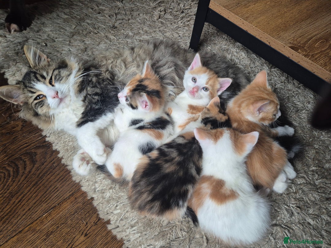 Domestic Shorthair cats for sale: Beautiful family raised kittens  - Image 4