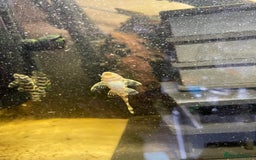 Plecos fish for sale: L134 leopard frog pleco juveniles - Image 3