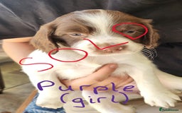 English Springer Spaniel dogs for sale: Working English Springer Spaniel Puppies - Image 7