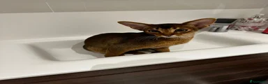 Abyssinian 1