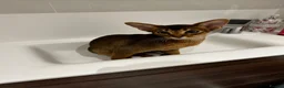 Abyssinian cats for sale: Pure Abyssinian available  - Advert 10