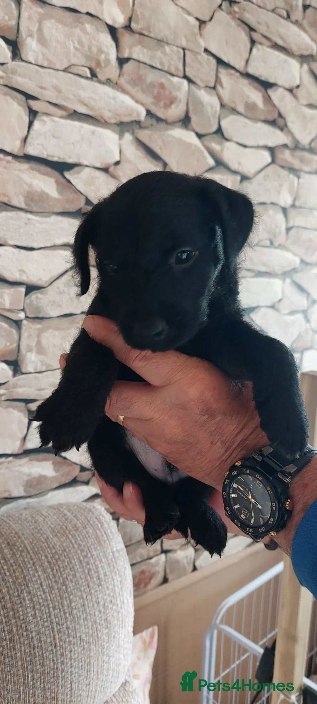 Patterdale Terrier dogs for sale: Beautiful patterdale puppies.  in Poulton-le-Fylde - Advert 10