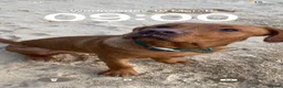 Labrador Retriever dogs for stud: Fox Red Labrador Available for Stud.  - Advert 13