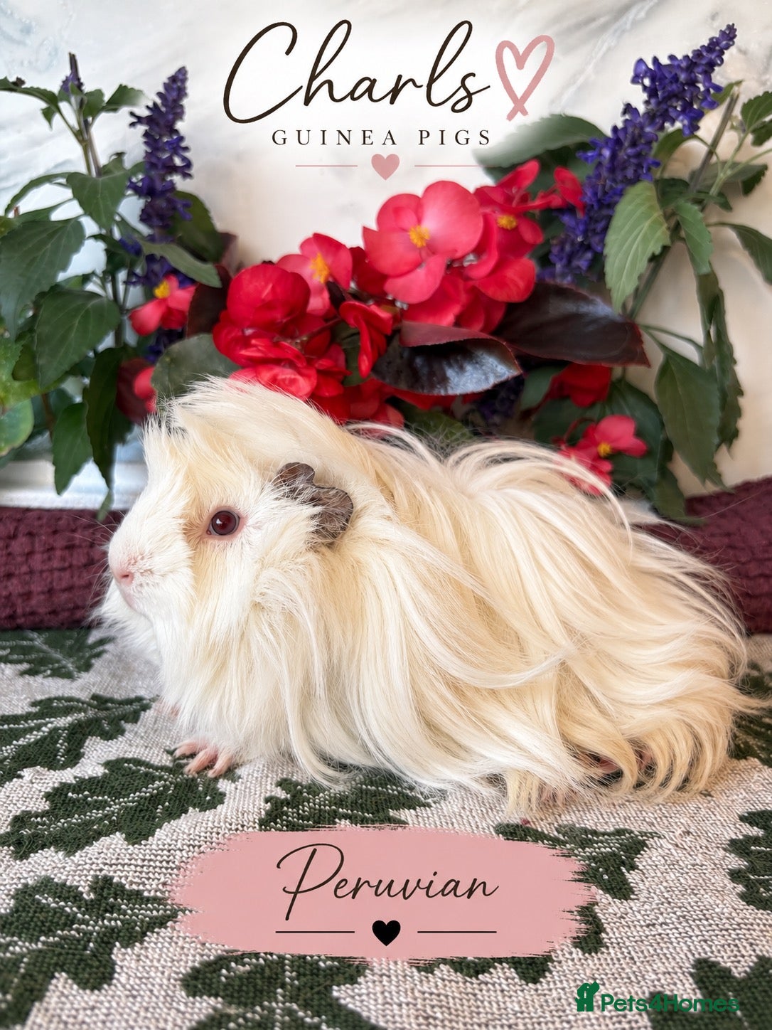 Guinea Pig rodents LOTS of Friendly baby Boys 🩵 - Advert 2