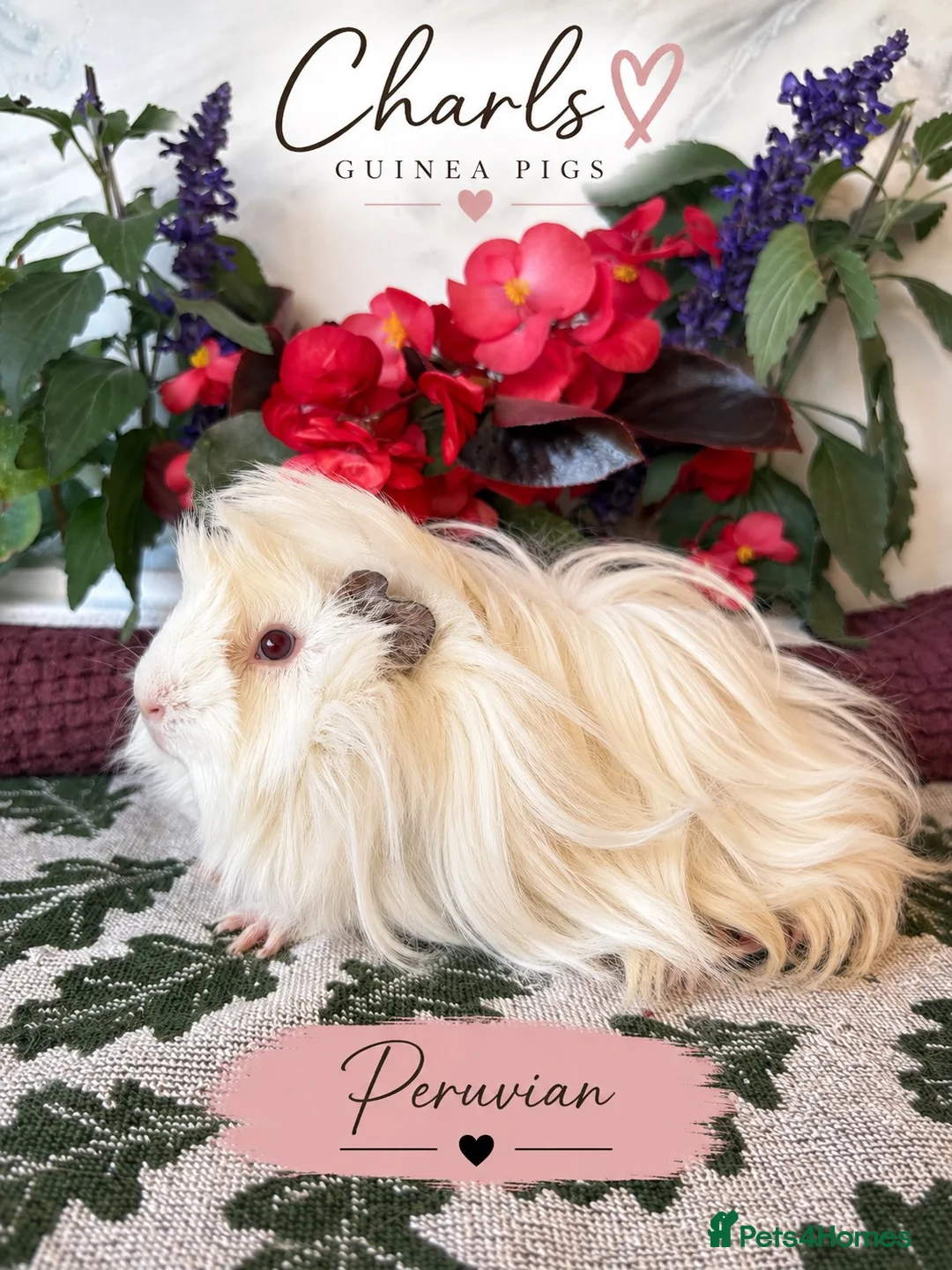 Guinea Pig rodents for sale: LOTS of Friendly baby Boys 🩵 - Advert 2