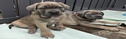 Cane Corso dogs for sale: Excellent Bloodline Cane Corso Puppies for Sale - Advert 8