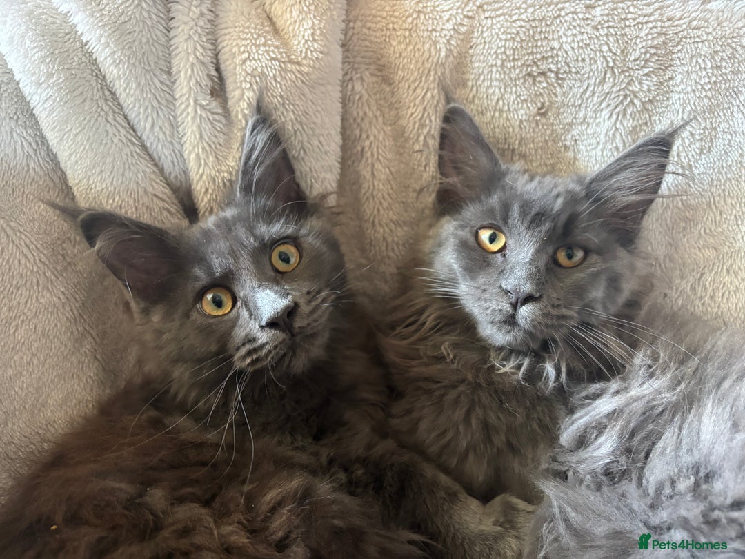 Maine Coon cats for sale: Blue Maine Coon kittens - Image 13