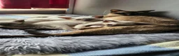Siamese cats for sale: Stunning GCCF registered Siamese Kittens for sale - Advert 6