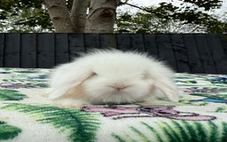 Mini Lion Lop rabbits for sale: Beautiful Teddywidder Boy - Image 8