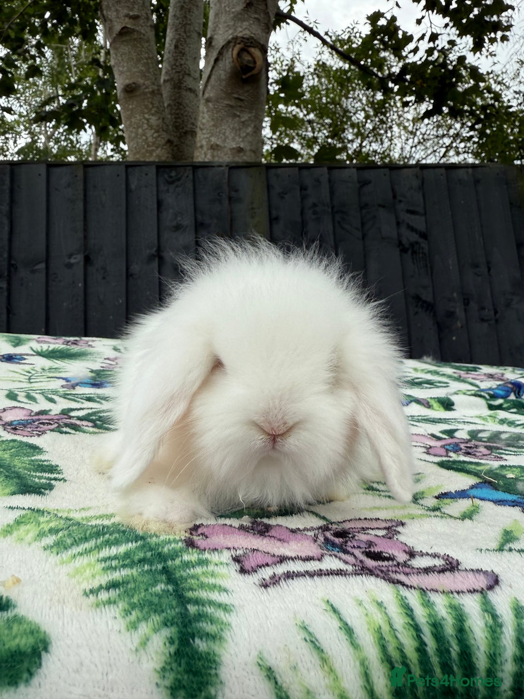 Mini Lion Lop rabbits for sale: Beautiful Teddywidder Boy - Image 8