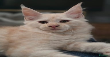 Maine Coon cats - Advert 15