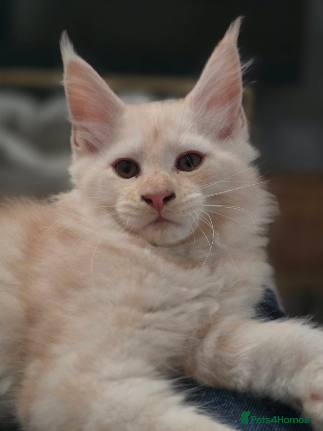 Maine Coon cats for sale: Gorgeous XL Maine Coon Male - last remaining - Image 3