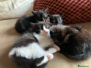 Persian cats cute adorable bundle of joy kittens - Advert 19