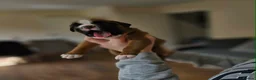 Boxer dogs for sale: Boxer puppies looking for their forever homes  - Advert 3