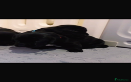 Mixed Breed dogs for sale: Dockers! Beautiful 3 girls left READY NOW  - Advert 21