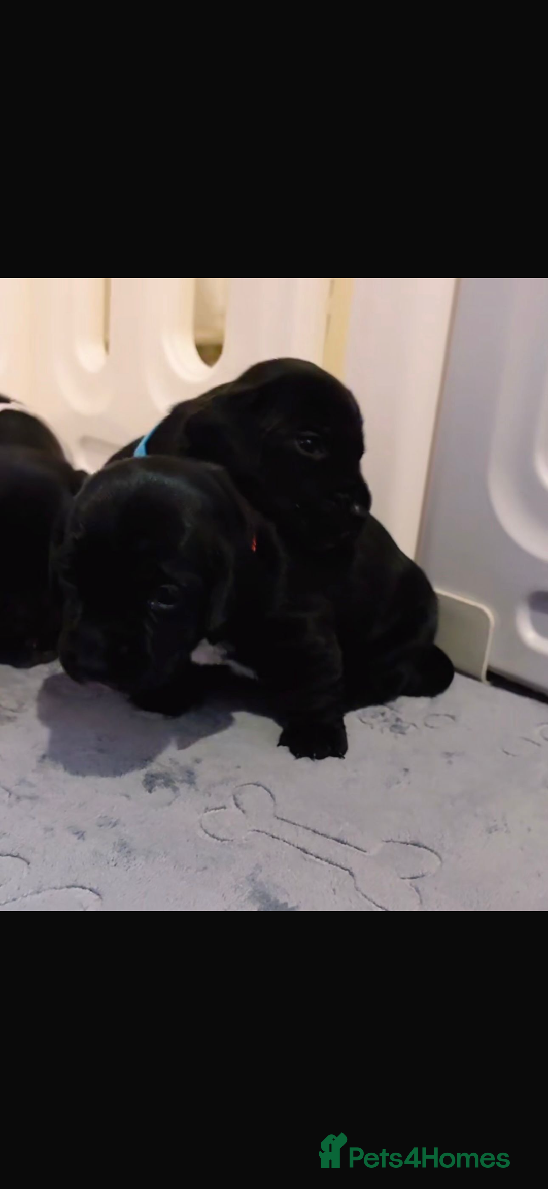 Mixed Breed dogs for sale: Dockers! Beautiful 3 girls left READY NOW  - Advert 21